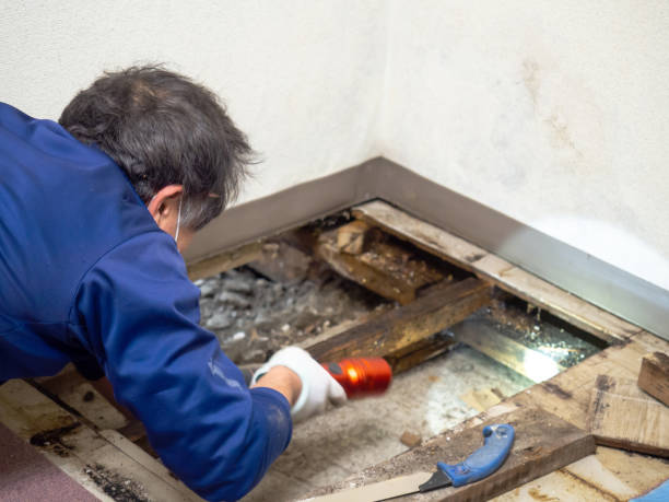Best Attic Mold Remediation in Pardeeville, WI