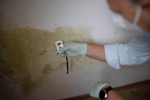Best Mold Remediation for Specific Building Types in Pardeeville, WI