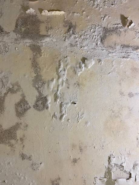 Best Health and Safety Mold Remediation in Pardeeville, WI