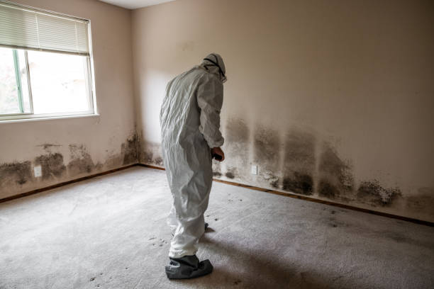 Best Mold Testing and Inspection Services in Pardeeville, WI