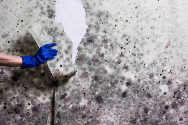 Best Basement Mold Remediation in Pardeeville, WI