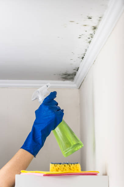 Best Post-Flood Mold Remediation in Pardeeville, WI
