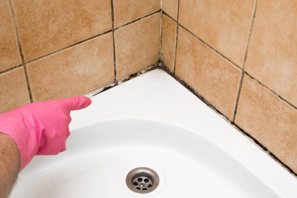 Best Black Mold Remediation in Pardeeville, WI